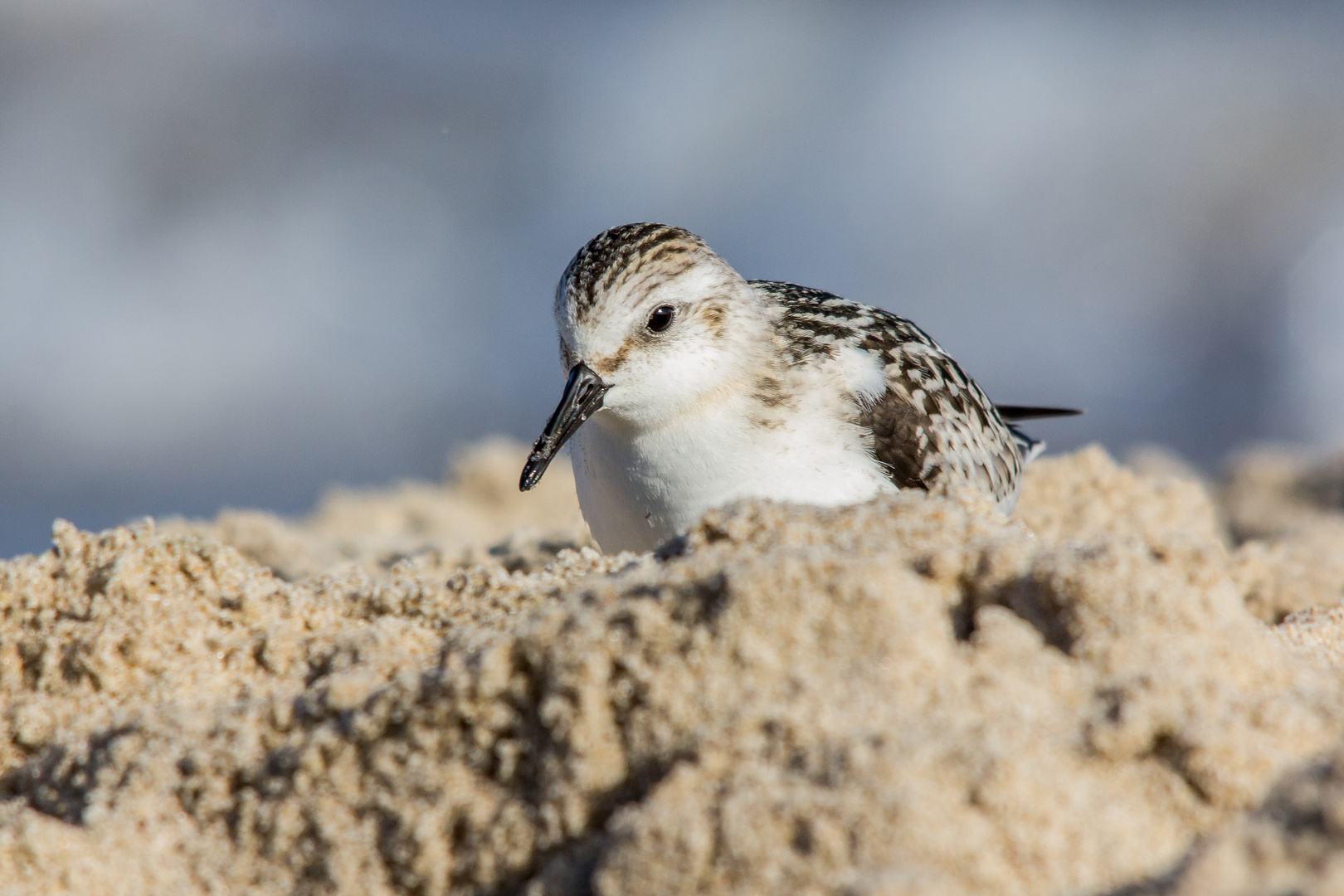 Sanderling am Strand