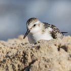 Sanderling am Strand