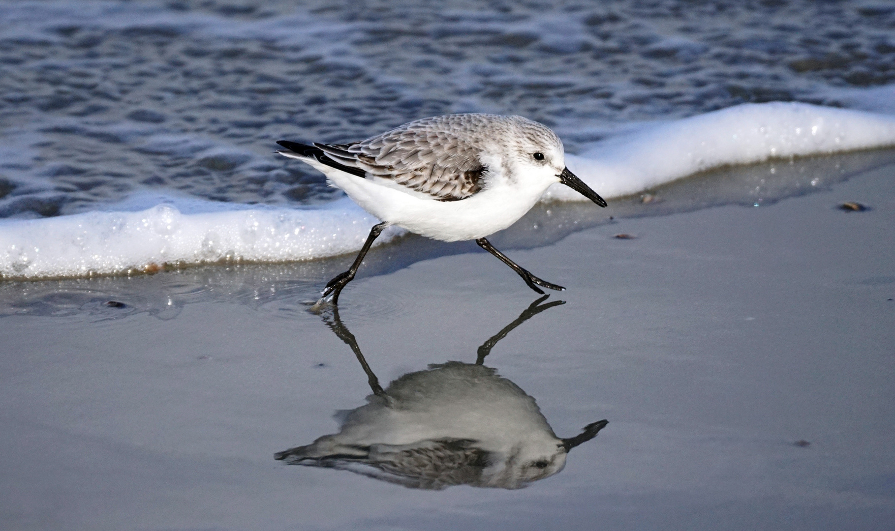 Sanderling am Strand