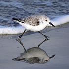 Sanderling am Strand