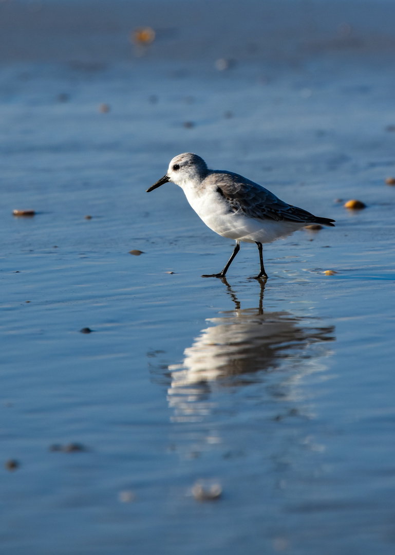 Sanderling  - am Strand unterwegs