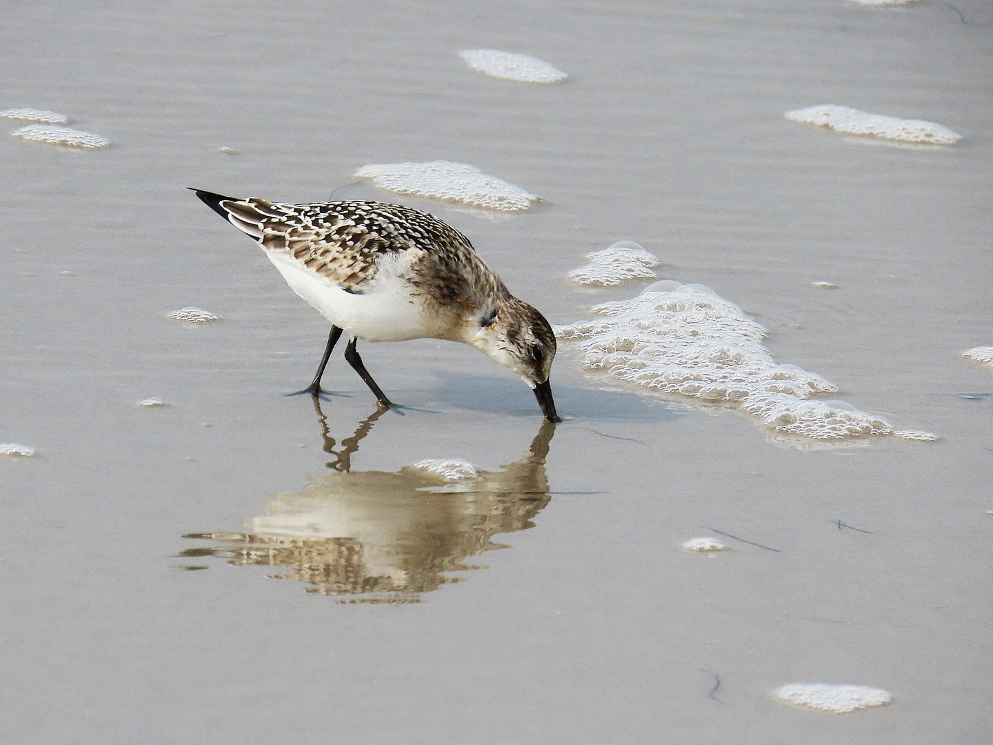 Sanderling am Strand von SPO