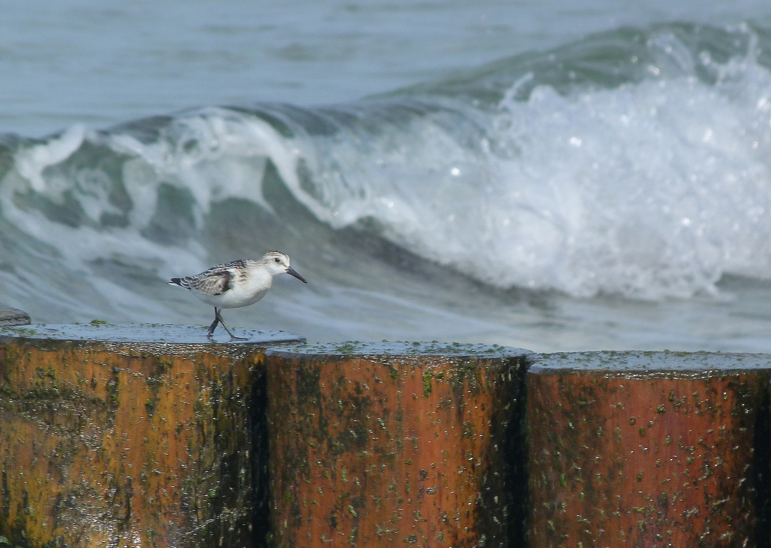 Sanderling am Weststrand