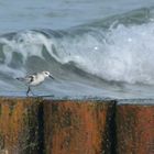 Sanderling am Weststrand