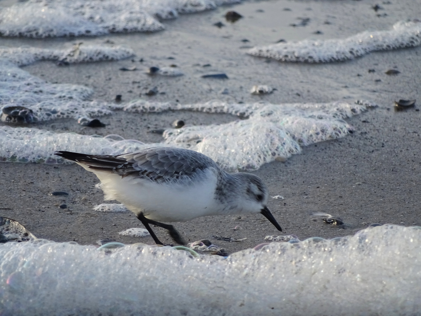 Sanderling am Weststrand von Norderney [18.12.15]