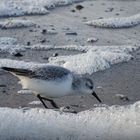 Sanderling am Weststrand von Norderney [18.12.15]