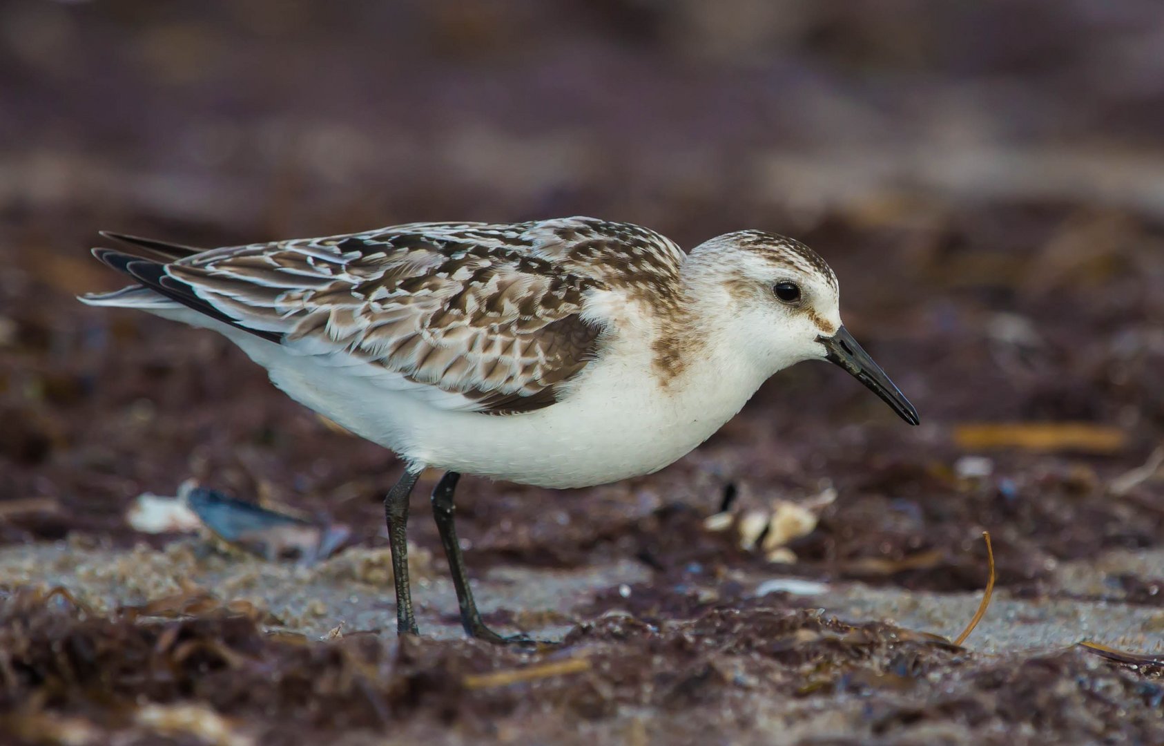 Sanderling an der Ostsee