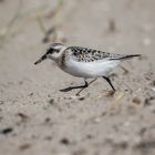 Sanderling auf Amrum