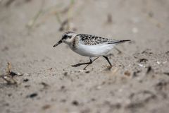 Sanderling auf Amrum