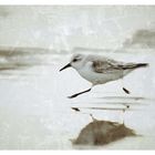 Sanderling auf dem Weg zu den Anderen