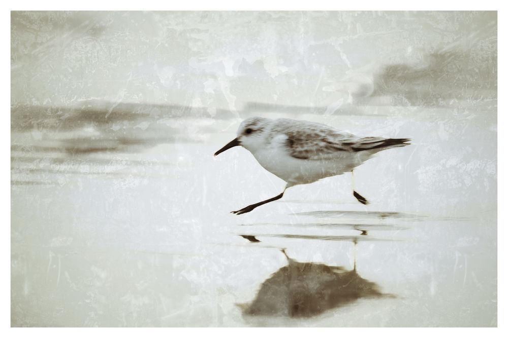 Sanderling auf dem Weg zu den Anderen