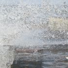 Sanderling auf der Mole