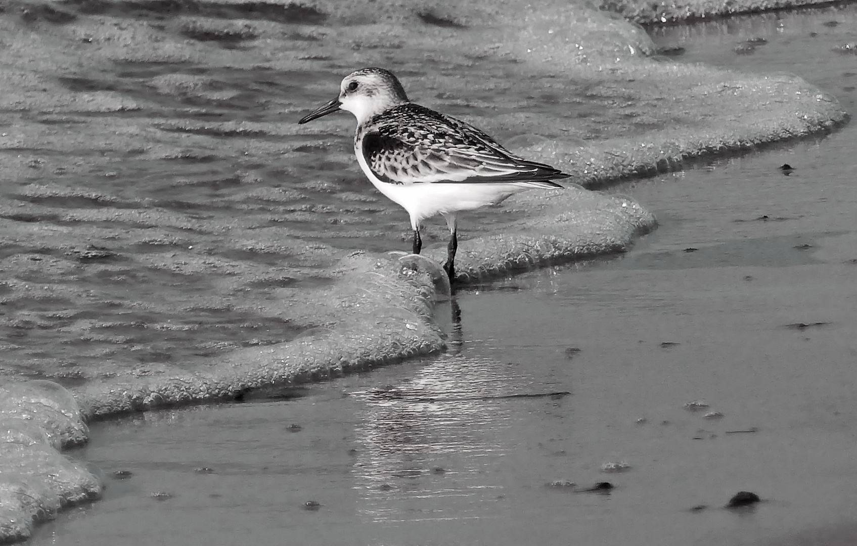 Sanderling auf Nahrungssuche