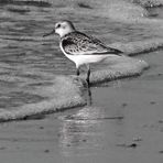 Sanderling auf Nahrungssuche