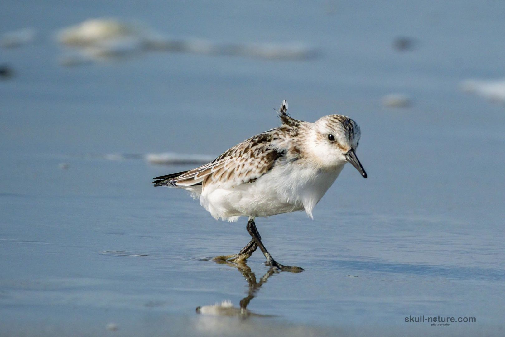 Sanderling auf Texel