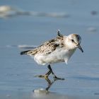 Sanderling auf Texel