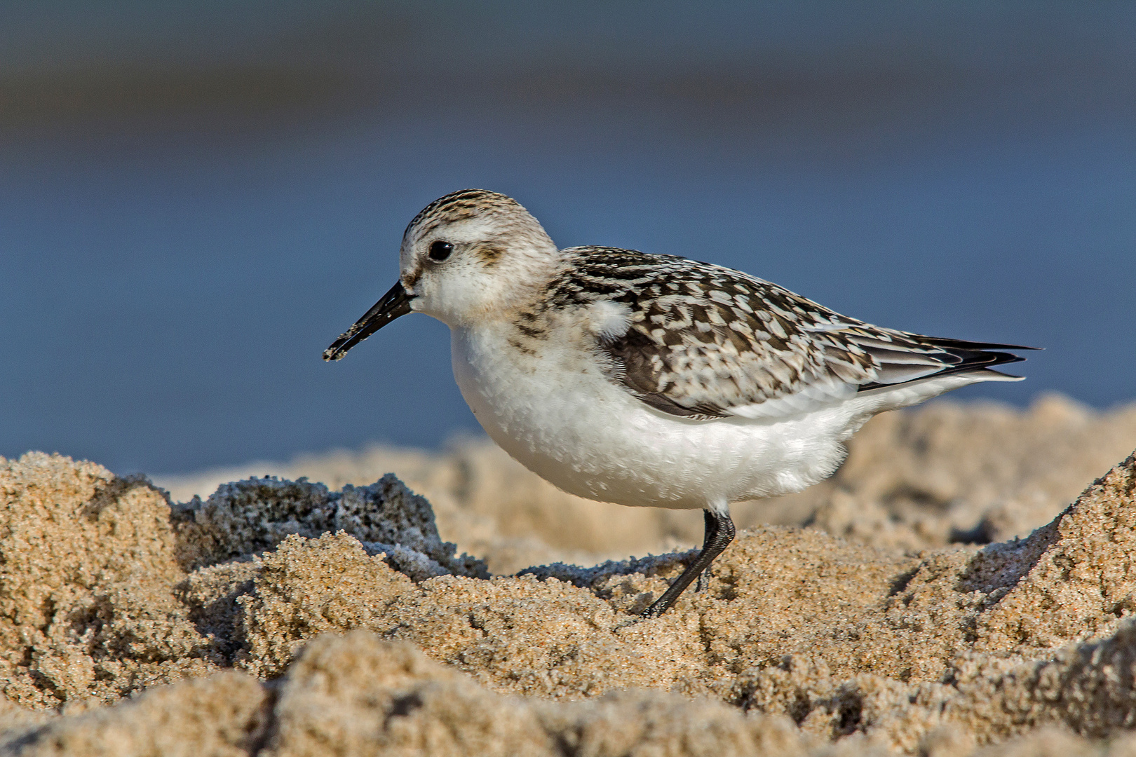 Sanderling auf Usedom