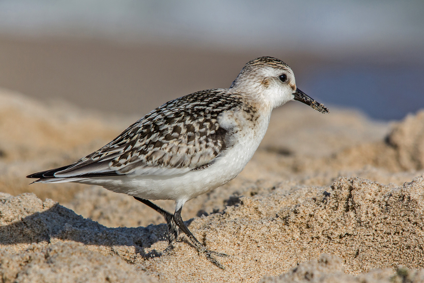 Sanderling auf Usedom