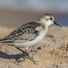 Sanderling auf Usedom