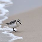 Sanderling