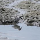 Sanderling