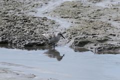 Sanderling