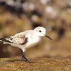 Sanderling