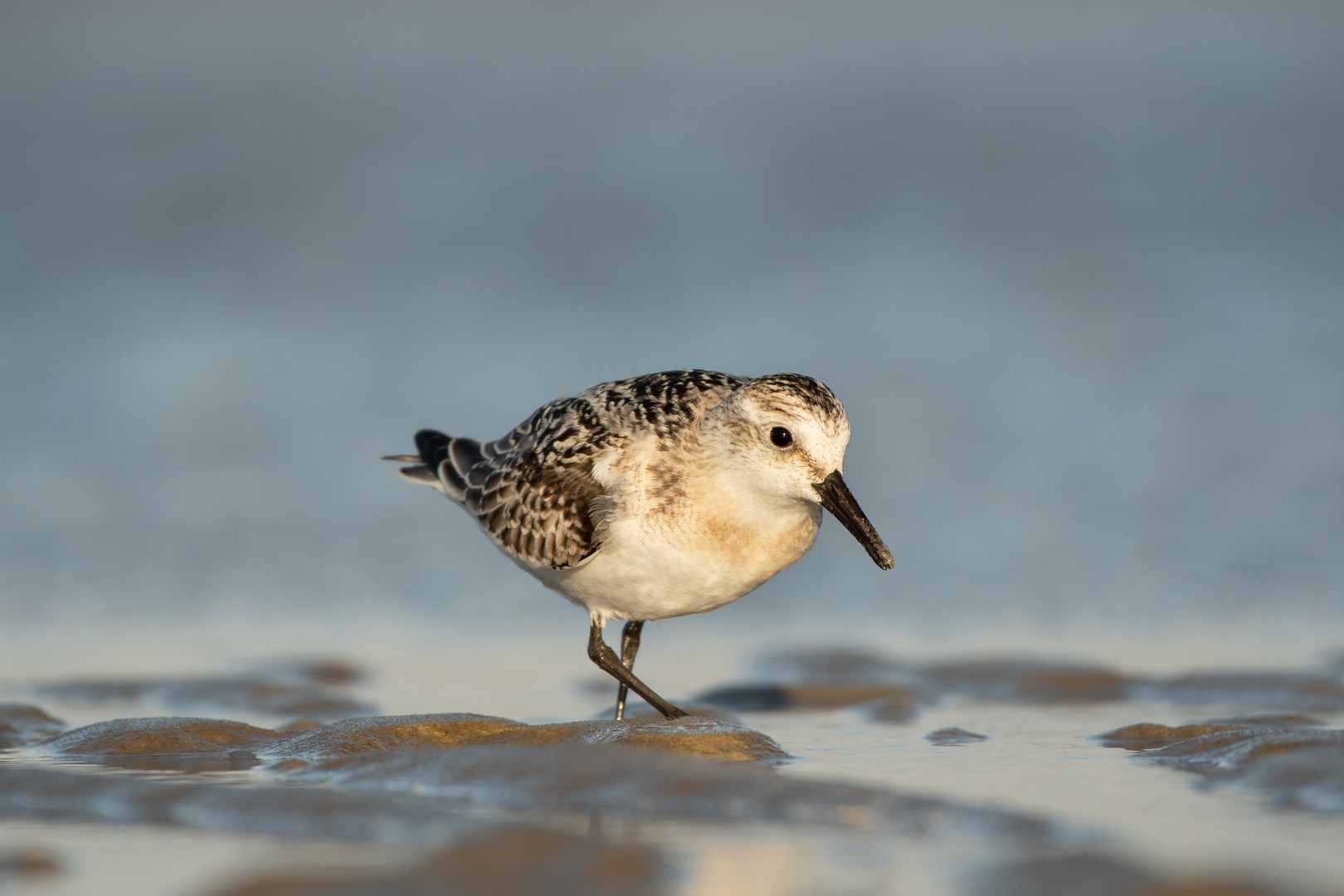 Sanderling