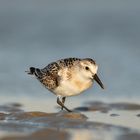 Sanderling