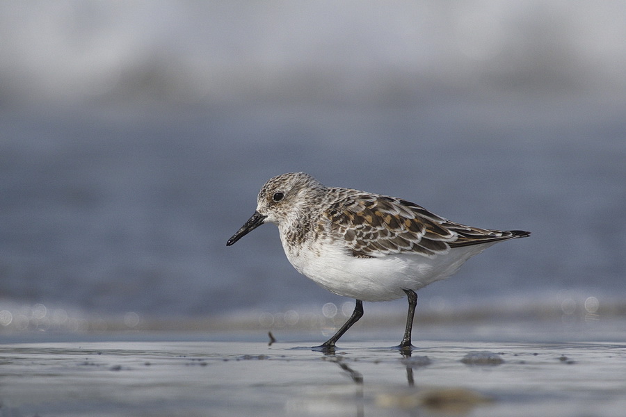 Sanderling