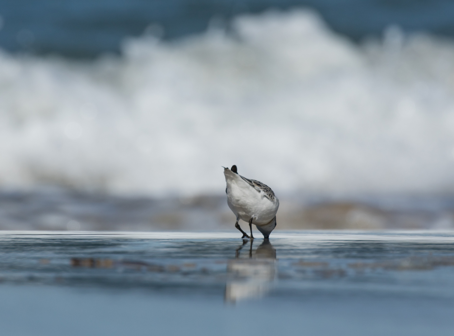 Sanderling bei der Arbeit