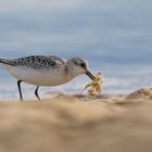 #Sanderling bei der Futter suche