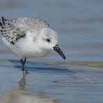 Sanderling bei der Futtersuche