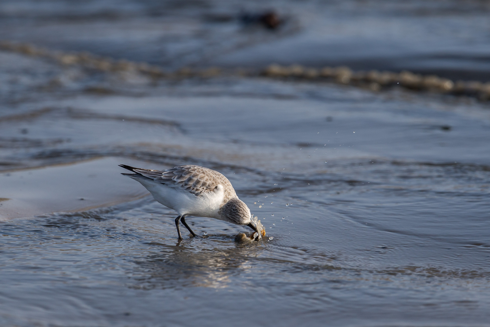 Sanderling bei der Nahrungsbeschaffung