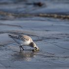 Sanderling bei der Nahrungsbeschaffung