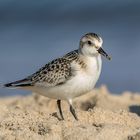 Sanderling bei Futtersuche