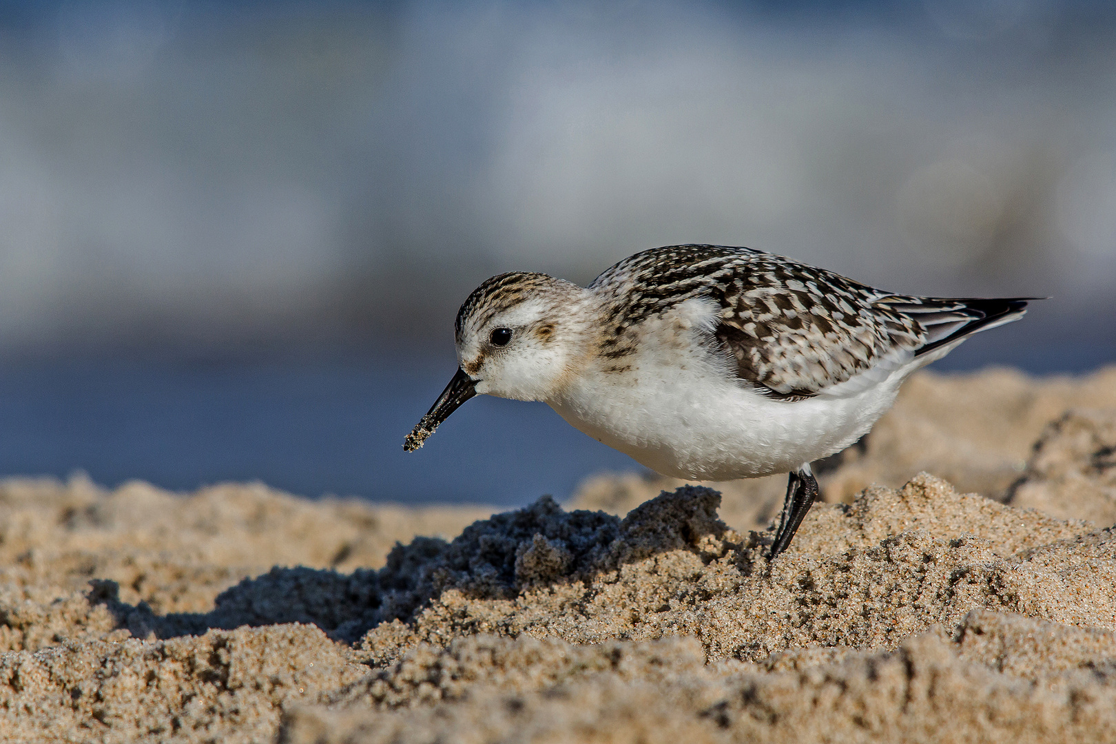 Sanderling bei Nahrungssuche