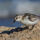 Sanderling bei Nahrungssuche