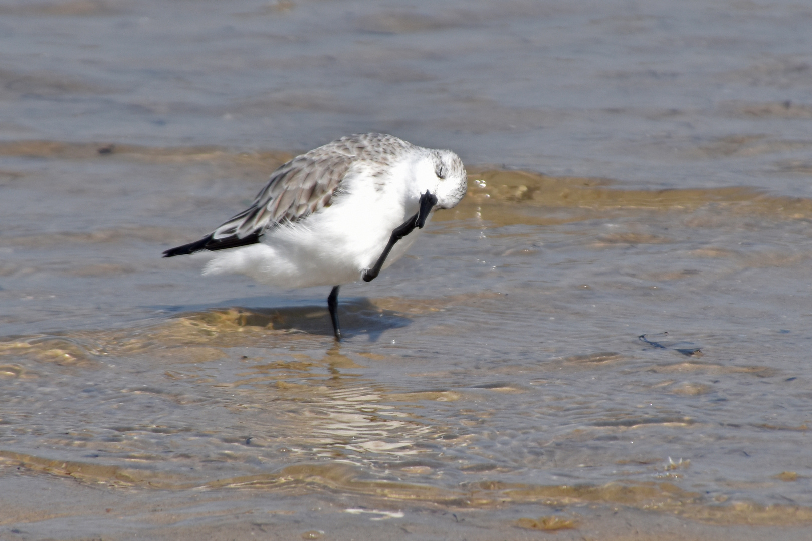 Sanderling beim Frühlingsputz