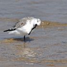 Sanderling beim Frühlingsputz