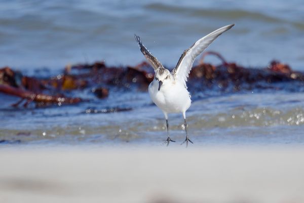 Sanderling beim Luftsprung
