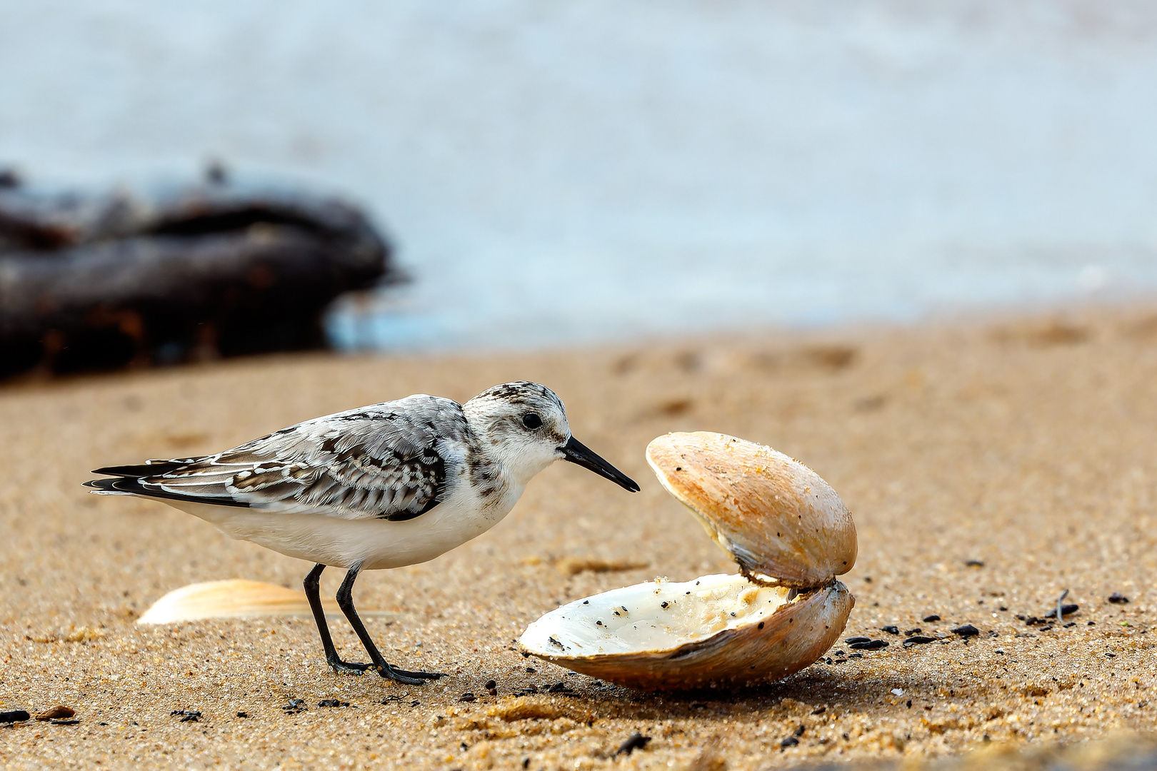 Sanderling beim Mittagessen