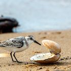 Sanderling beim Mittagessen