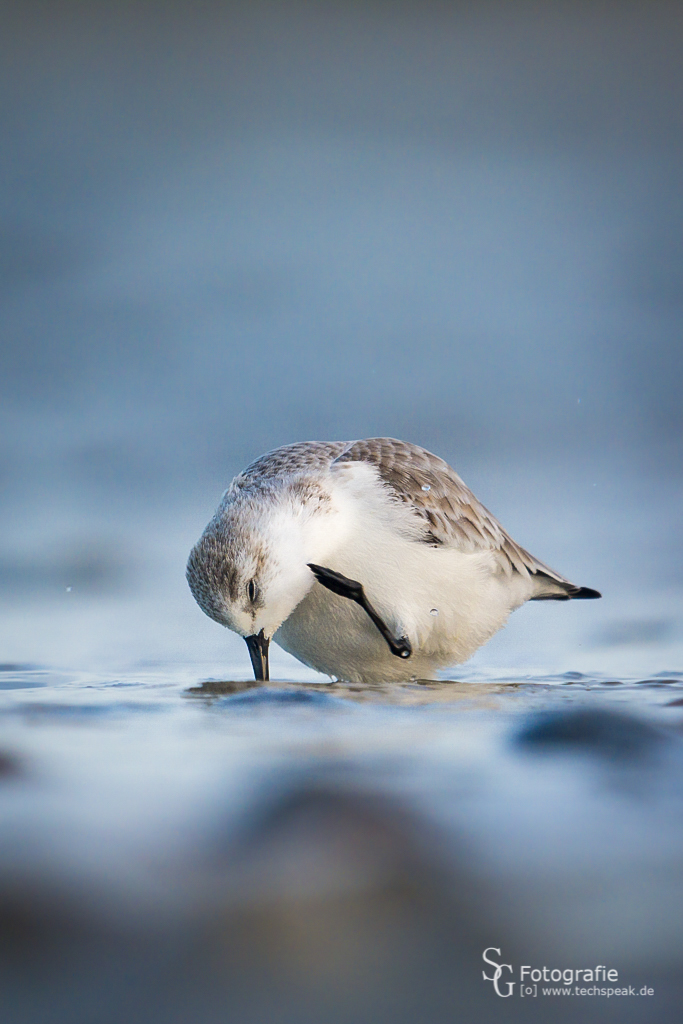 Sanderling beim putzen