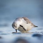 Sanderling beim putzen