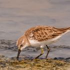 Sanderling Bird