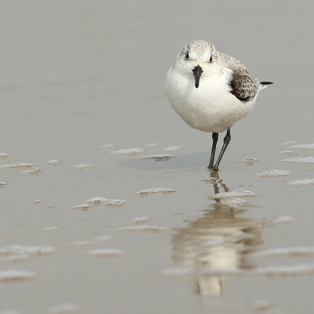 Sanderling