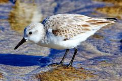 Sanderling