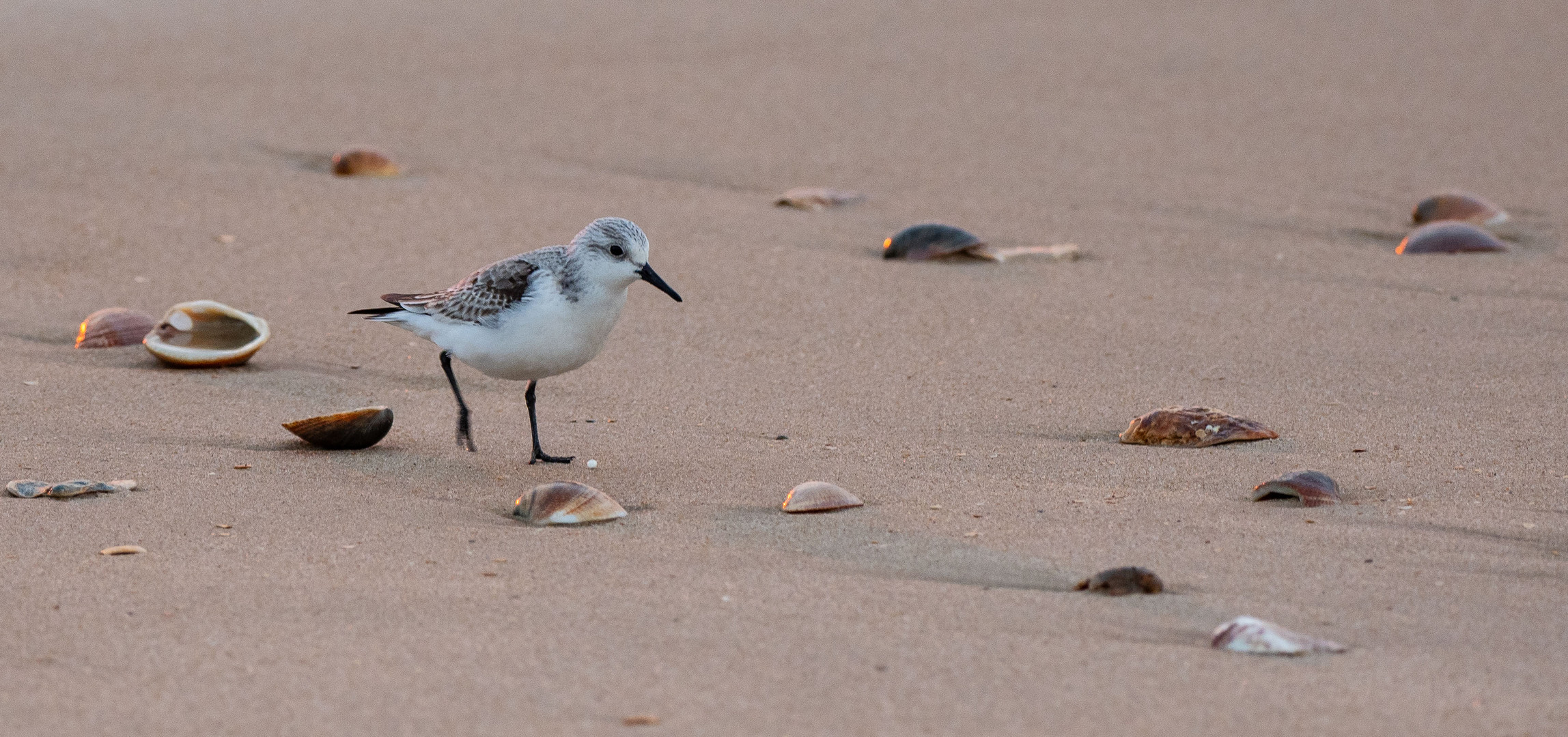 Sanderling