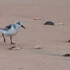 Sanderling